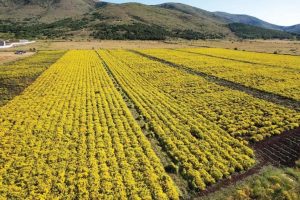 Extracting Useful Minerals From Industrial Waste With Plants And Fungi