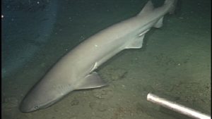 Are Sharks Even Sharks? New Genetic Study Could Rewrite Shark Evolution.