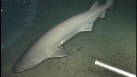Are Sharks Even Sharks? New Genetic Study Could Rewrite Shark Evolution.